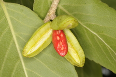 Casearia elliptica